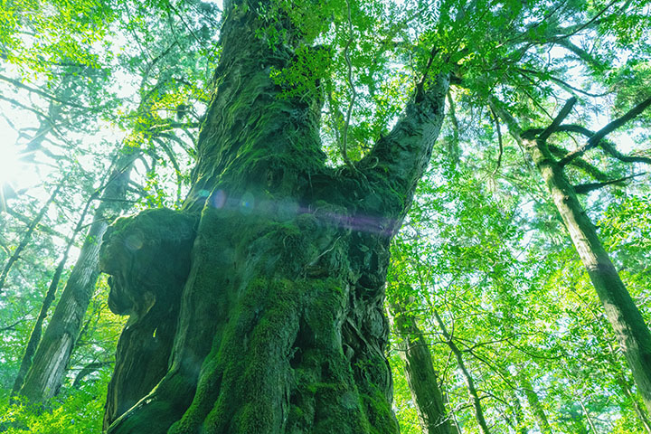 家族の秘密〜おばあちゃんがやりたかったヒーリングを、今私が実践している