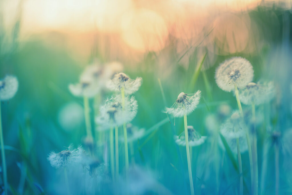 同じ過去世を持つ人がいるのはなぜ？ エンジェルフォレスト