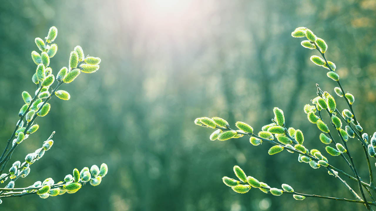 同じ過去世を持つ人がいるのはなぜ？ エンジェルフォレスト